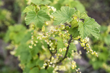 Currant Plant unripe raw red white currants fruit bio organic backyard healthy outdoor produce germany macro close up