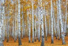 Autumn Birch Forest