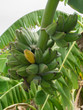 © noppharat - Musa sapientum banana on tree.