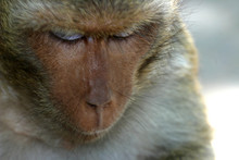 Macaque Temple Monkeys Waiting For Food Handouts Near Bangkok Thailand