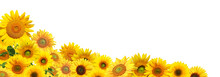 Sonnenblumen Auf Weissem Hintergrund
