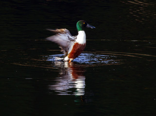 male northern shoveler (anas clypeata)
