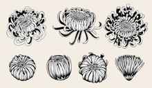 Chrysanthemum Vector On Brown Background.Chrysanthemum Flower By Hand Drawing.Floral Tattoo Highly Detailed In Line Art Style.Flower Tattoo Black And White Concept.