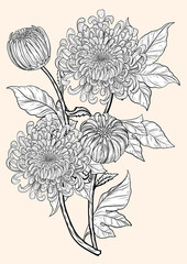 Wall Mural - Chrysanthemum vector on brown background.Chrysanthemum flower by hand drawing.Floral tattoo highly detailed in line art style.Flower tattoo black and white concept.