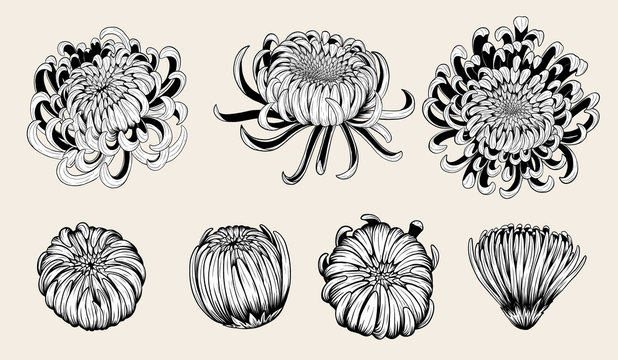 chrysanthemum vector on brown background.chrysanthemum flower by hand drawing.floral tattoo highly d