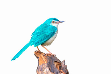 Wall Mural - Colorful  bird isolated on branch with white background, Light blue bird.