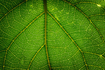 green leaf texture for background