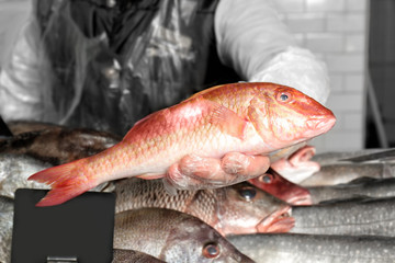 Poster - Seller holding fresh fish in supermarket