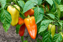 Closeup Of Ripening Peppers In The Organic Pepper Plantation.Fresh Yellow And Red Sweet Bell Pepper Plants With Selective Focus In Plantation,paprika