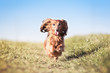 Hund Dackel rennt und springt über eine Wiese und die Ohren fliegen