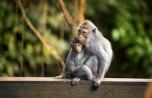Mother And Child Monkey