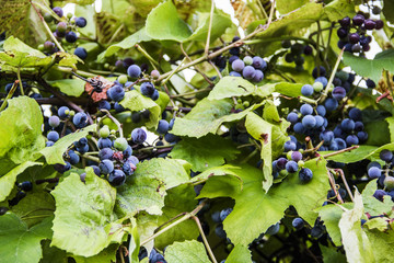 grapes on the vine