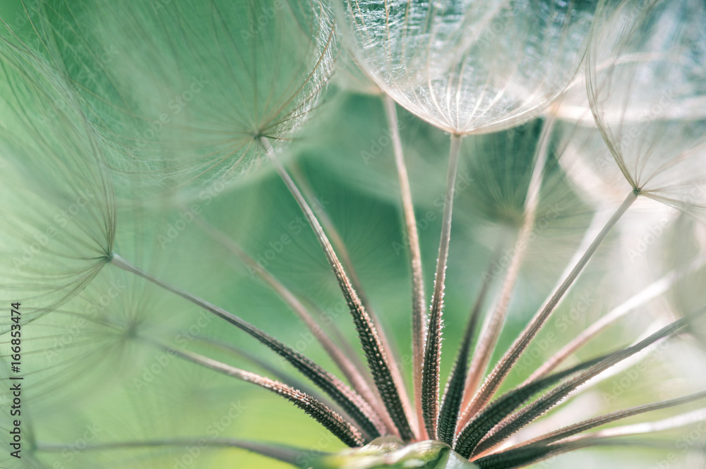 Dandelion seeds closeup. Abstract macro of a dandelion. Selective focus - obrazy, fototapety, plakaty 