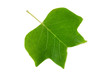 A Tulip poplar leaf or Liriodendron tulipifera isolated on a white background