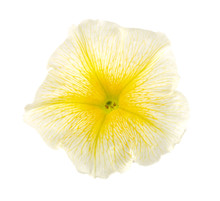 Yellow Flower Of Petunia Isolated On White Background