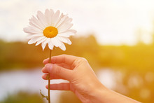 A Girl Holds Chamomile In Hand. Big White Daisy With Yellow World-renowned Place. Health And Beauty Concept