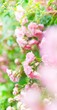 Rosen, Buschrosen, Strauchrosen in rosa