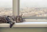 Fototapeta Koty - Cute cat sleeping