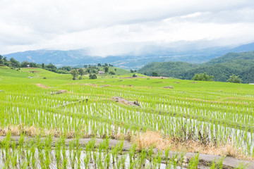 green rice field on terrace in mountain valley. beautiful nature landscape in rainy season. agriculture industry