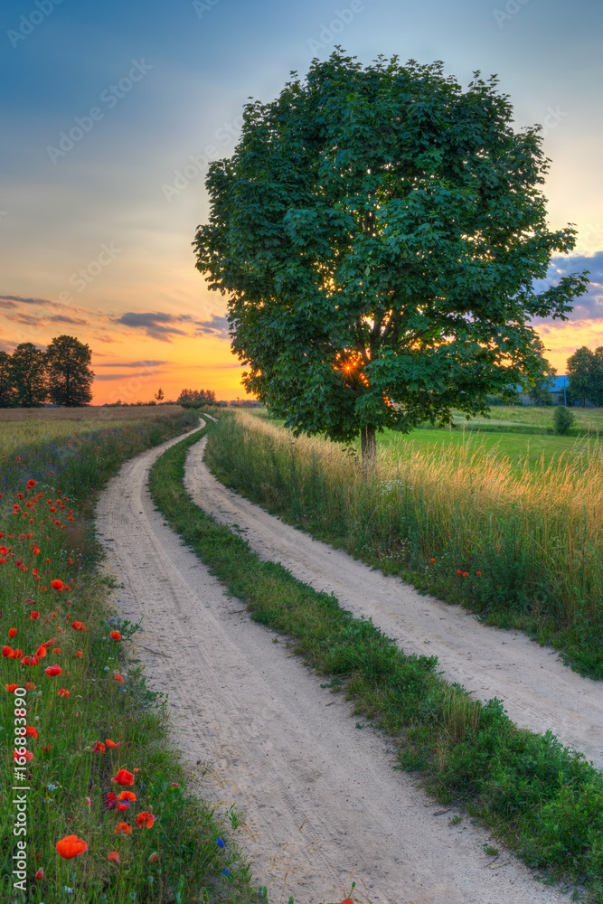 Summer landscape with country road and fields of wheat. Masuria, Poland. - obrazy, fototapety, plakaty 
