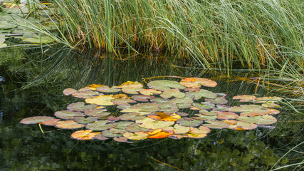 Colourful group of water lily leaves on pond