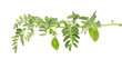 © vandycandy - Green chickpea on a branch, and in the pod isolated on white background. Flowers chickpeas isolated