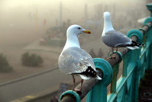 Brighton Gulls