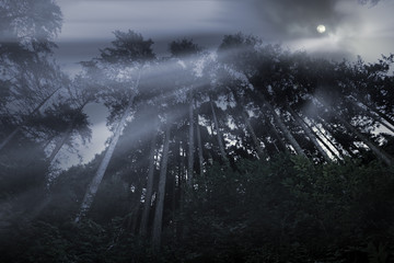 Wall Mural - Mountain forest in a full moon night