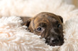 Mix breed brindle puppy canine dog lying down on soft white blanket looking happy, pampered, hopeful, sweet, friendly, cute, adorable, spoiled,