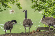 Canada Geese At The Water's Edge, I Staning And 2 Preening Their Feathers