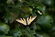 Swallowtail butterfly on an oak branch, Southwoods Park, West Des Moines, Iowa