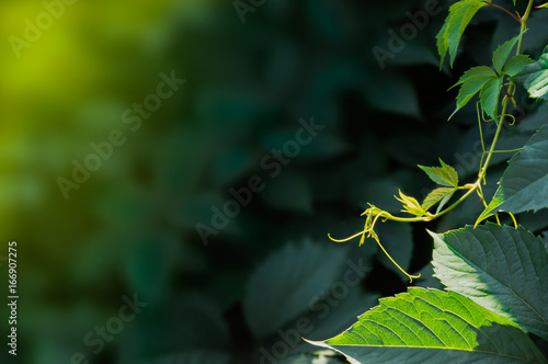 Fotografie, Obraz Summer green ivy plant in the garden. Ivy background