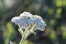 A Beautiful White Cluster Of Yarrow Flowers In The Rocky Mountains Of Colorado