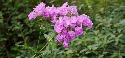 Smooth Phlox