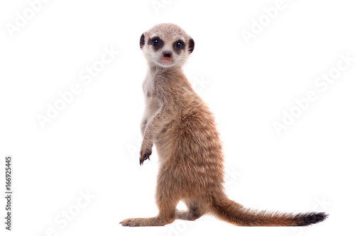 Fotografie, Obraz The meerkat or suricate cub, 2 month old, on white