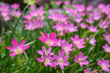 Fototapeta Mapy - pink fiower Zephyranthes grandiflora