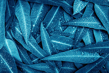 Wall Mural - the blue eucalyptus leaves with raindrop background