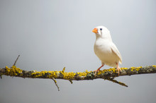 One, White Zebra Finch Perched On A Branch. On A Blue Background
