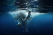 Leinwandbild Motiv Swimming African Elephant Underwater. Big elephant in ocean with air bubbles and reflections on water surface.