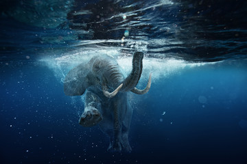 swimming african elephant underwater. big elephant in ocean with air bubbles and reflections on wate