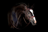 Fototapeta Konie - Black horse in bridle portrait on black background