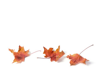 Wall Mural -  pattern maple leaf yellow red autumn