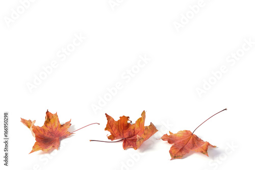 pattern maple leaf yellow red autumn