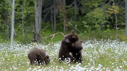 Wall Mural - Three brown bear cubs playing in the middle of the cotton grass in a Finnish bog