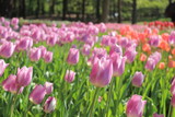 Fototapeta Tulipany - ピンク色のチューリップ