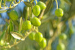 Olives on a branch of olive tree - close up outdoors shot