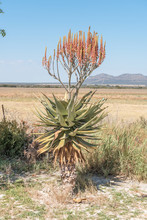 Windhoek Or Mountain Aloe, Aloe Littoralis, At Hoba