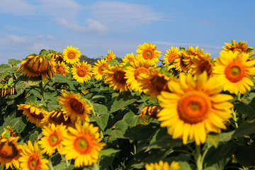 Garden sunflowers at sky.