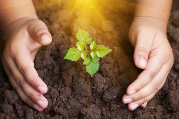 Poster - Children's hands protecting seedling plants.