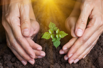 The hands of children and mother protect the plant's young trees.